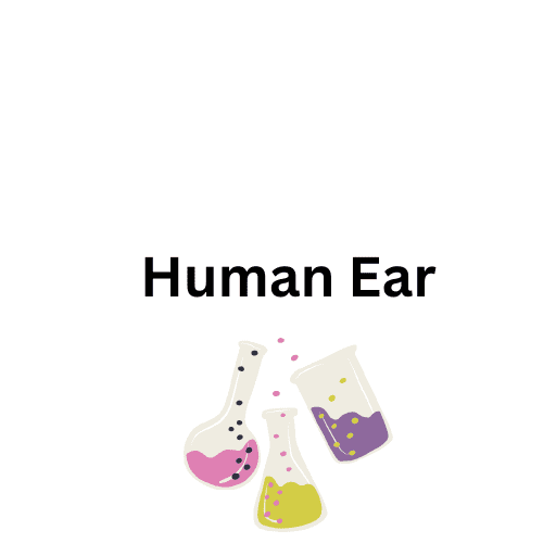 Human Ear